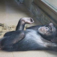 寝転がるチンパンジー